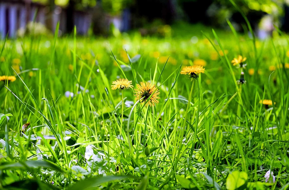 Dandelion environment field photo