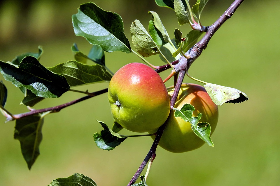 Agriculture apple apples