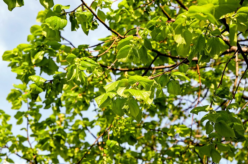 Branch ecology environment