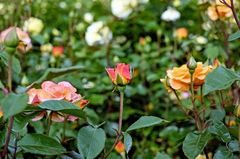 Beautiful Flowers bloom blooming
