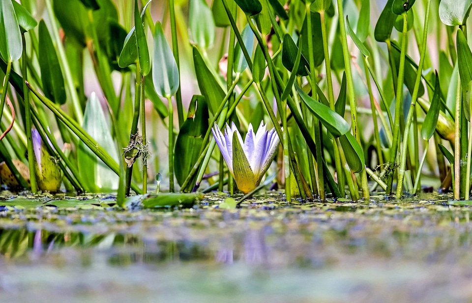 Aquatic beautiful flowers blooming