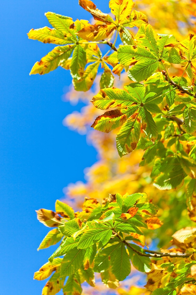 Autumn fall leaf photo