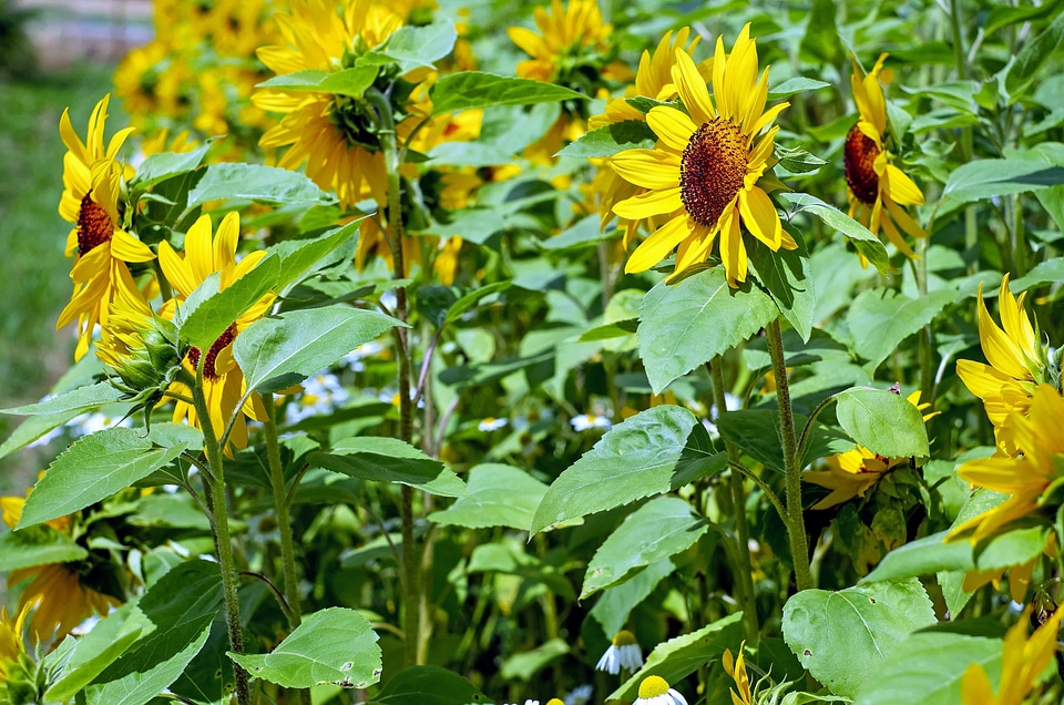 Agriculture beautiful flowers bloom