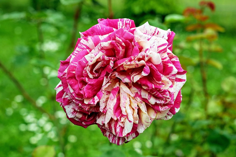 Beautiful beautiful flowers bloom