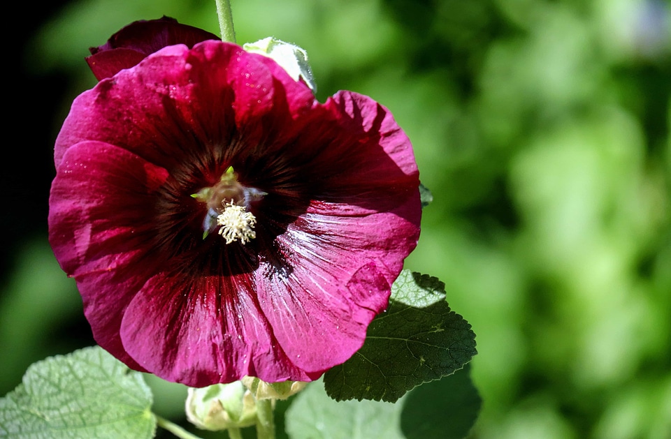 Beautiful Flowers beautiful photo bloom