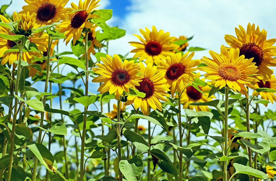 Agriculture beautiful beautiful flowers