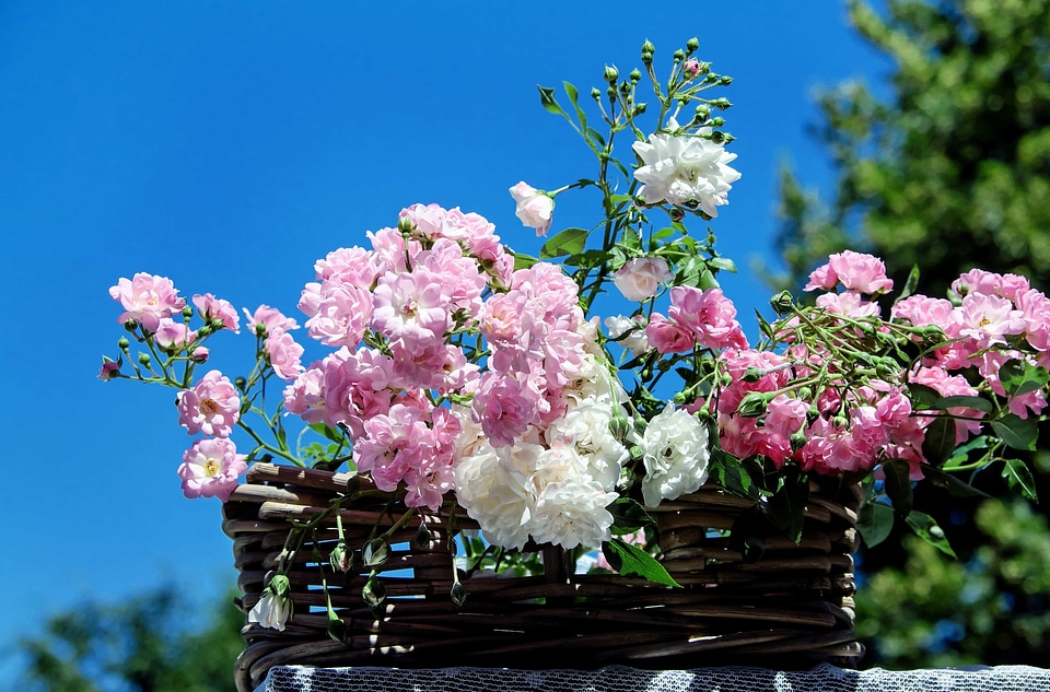 Beautiful Flowers blooming blossom