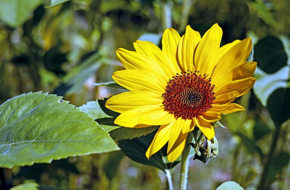 Agriculture beautiful flowers bloom