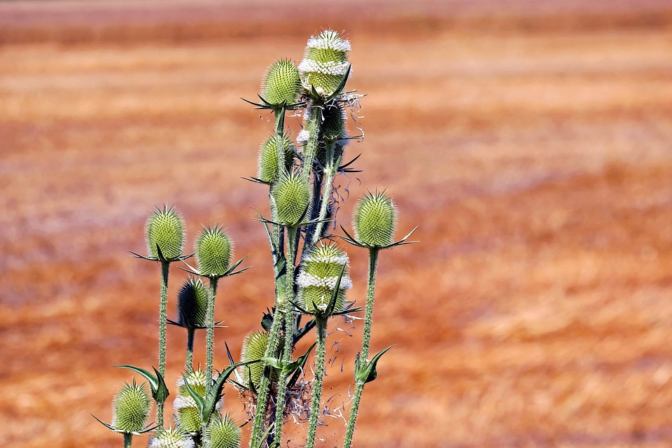 Desert flora flower