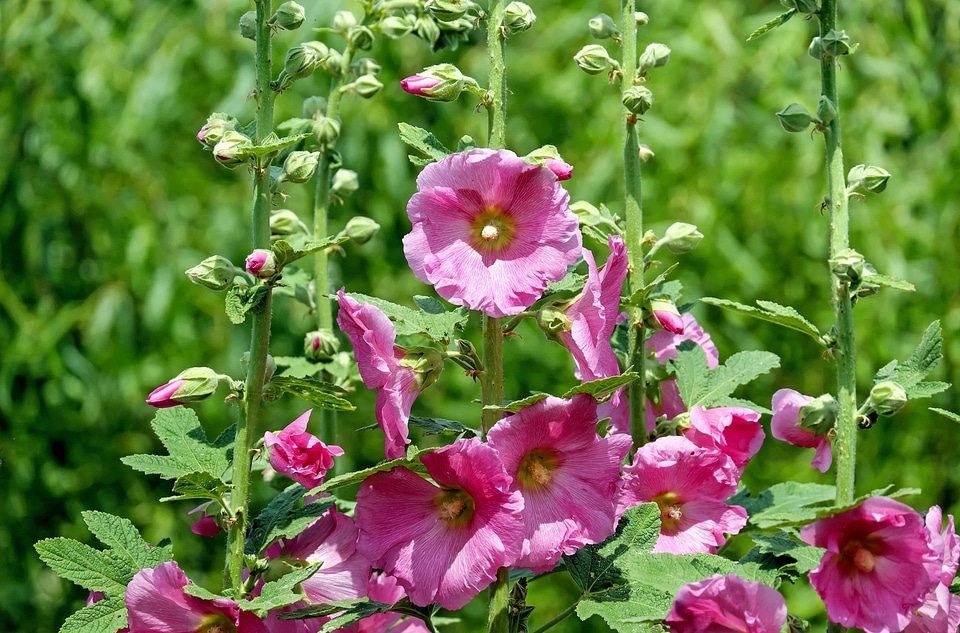 Beautiful Flowers beautiful photo bloom