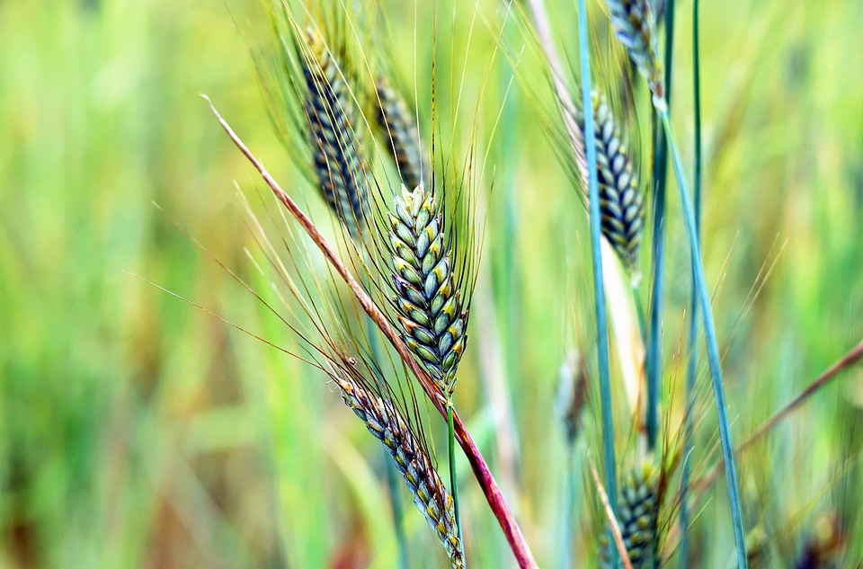 Agriculture beautiful photo cereal
