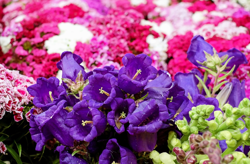 Beautiful Flowers blooming blossom