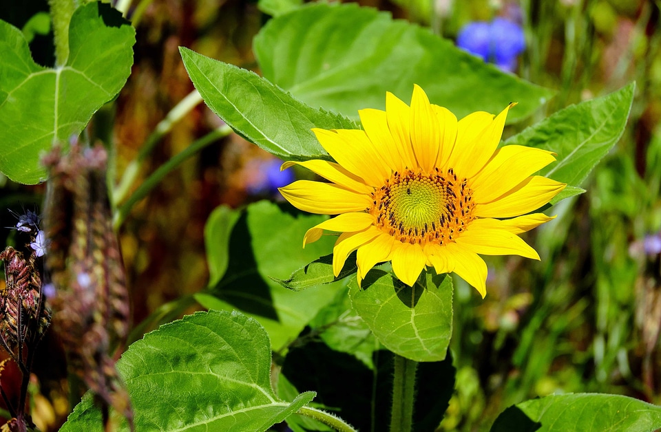 Agriculture beautiful flowers bloom