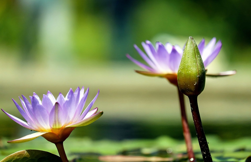 Aquatic beautiful flowers beautiful photo