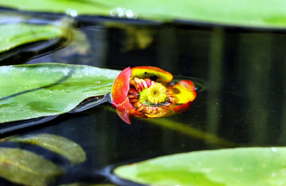 Beautiful beautiful flowers beautiful photo