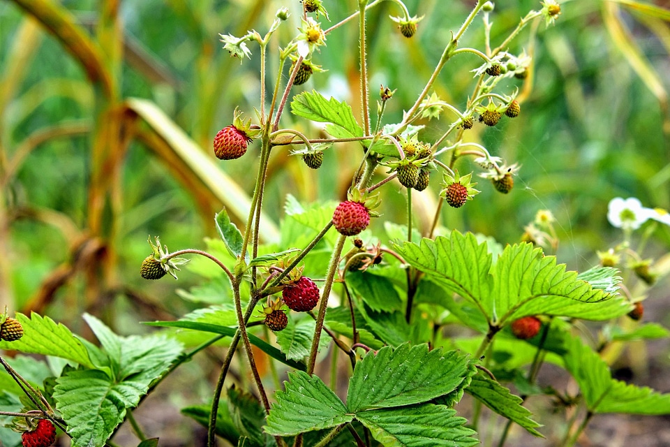 Diet dietary flora