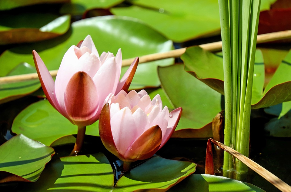 Aquatic beautiful flowers beautiful image