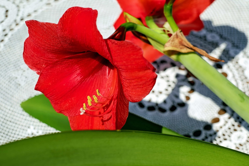 Beautiful beautiful flowers bloom