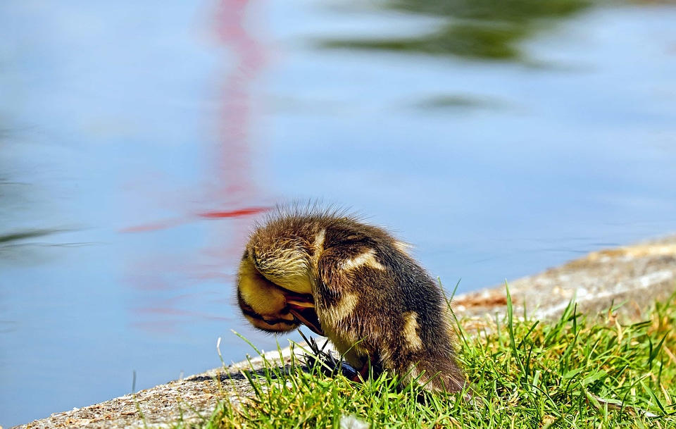 Animal aquatic bird bird