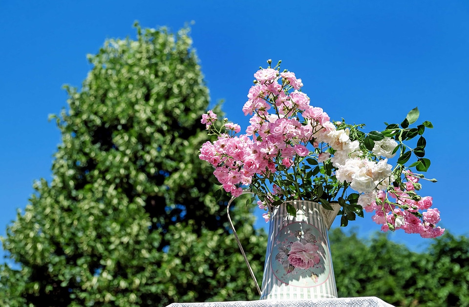 Beautiful Flowers blooming blossom