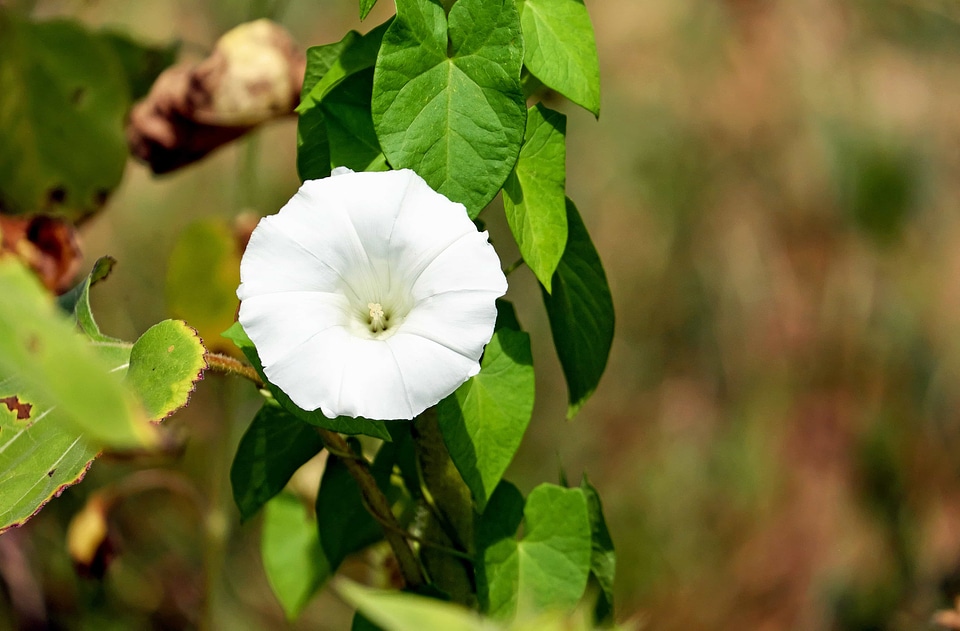 Beautiful Flowers bloom blooming
