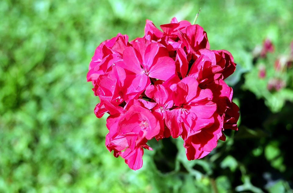 Beautiful beautiful flowers bloom