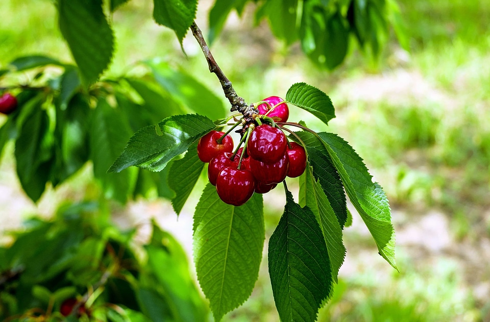 Cherry diet dietary