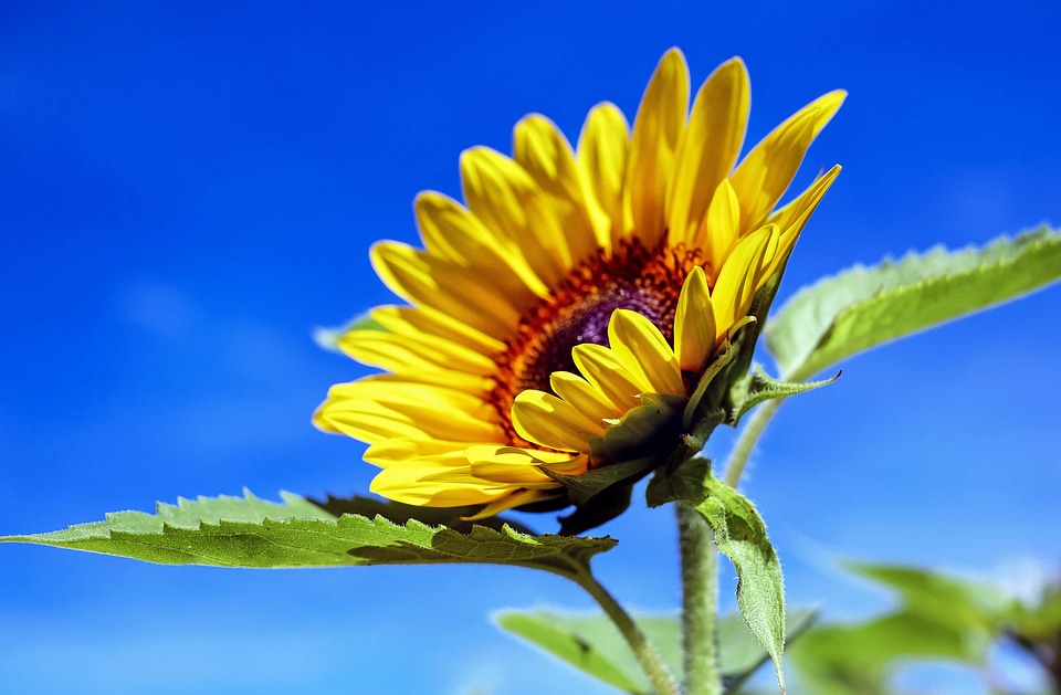 Agriculture beautiful flowers beautiful image