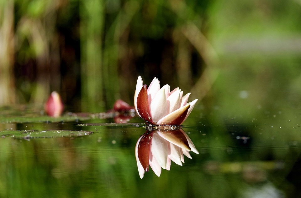 Aquatic beautiful beautiful flowers