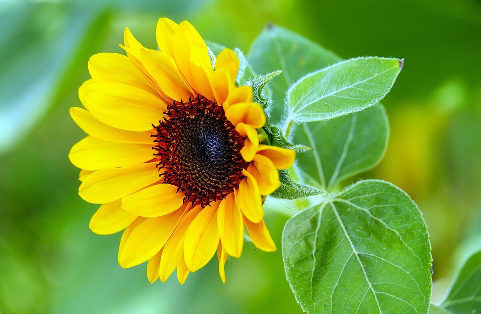 Agriculture beautiful flowers beautiful image