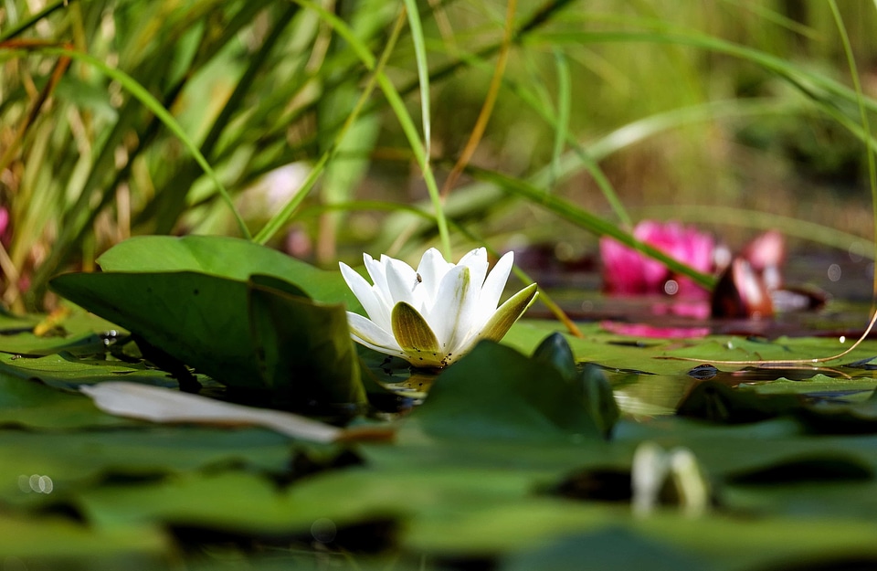 Aquatic beautiful beautiful flowers