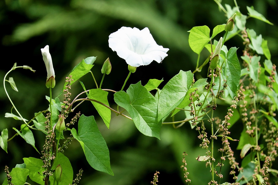 Beautiful Flowers blooming blossom