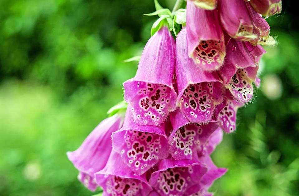 Beautiful beautiful flowers beautiful photo