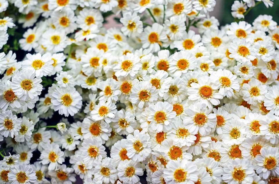 Beautiful beautiful flowers beautiful photo