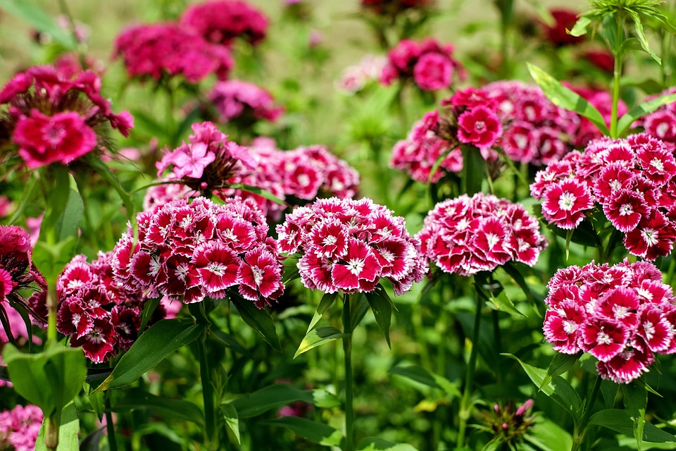 Beautiful Flowers blooming blossom