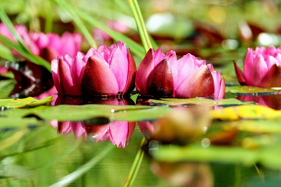Beautiful beautiful flowers blooming