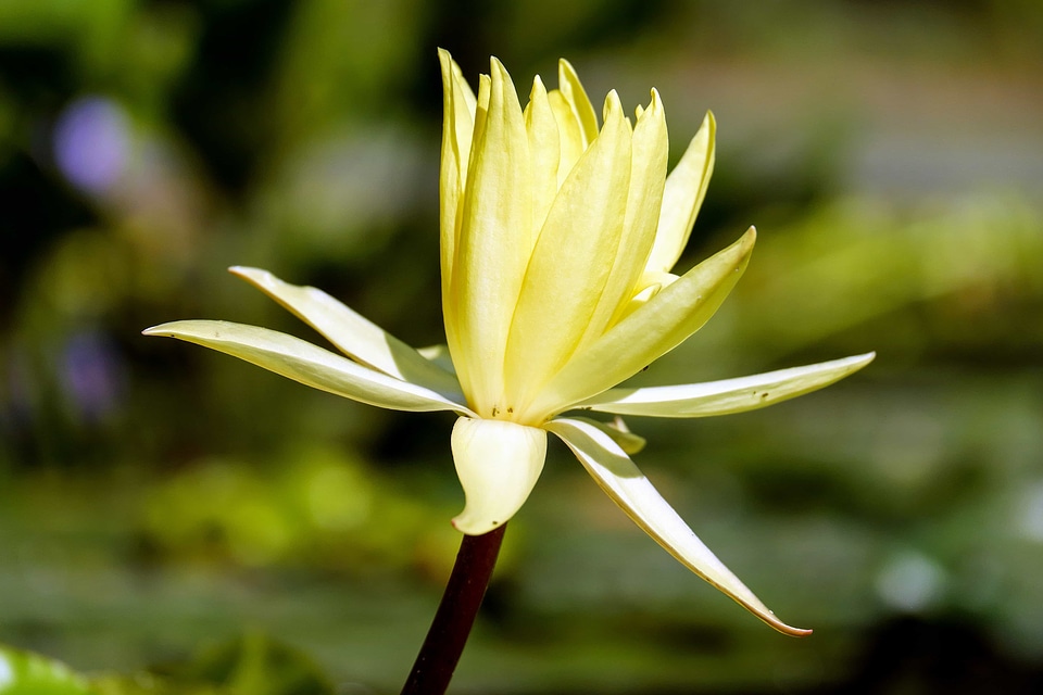 Beautiful Flowers bloom blooming