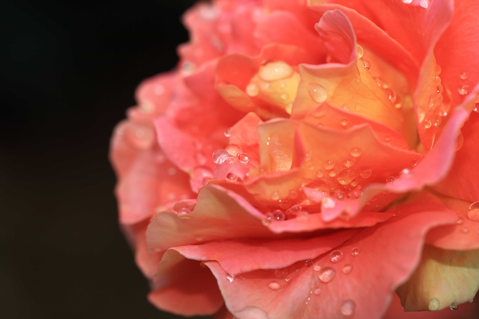 Beautiful Flowers beautiful photo biology