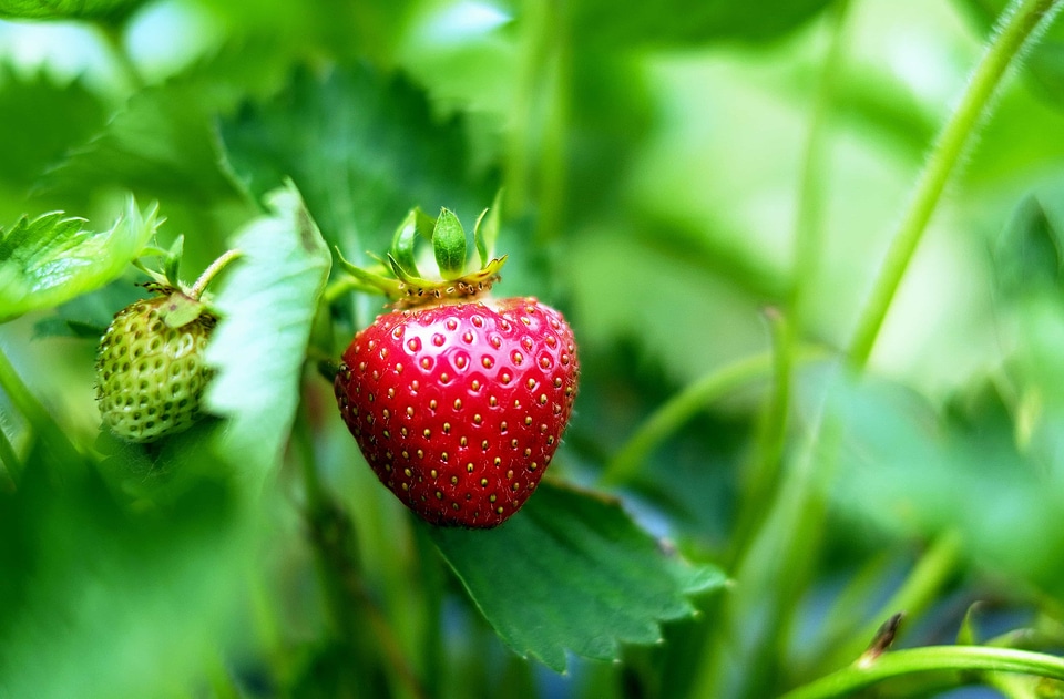 Beautiful Photo diet dietary
