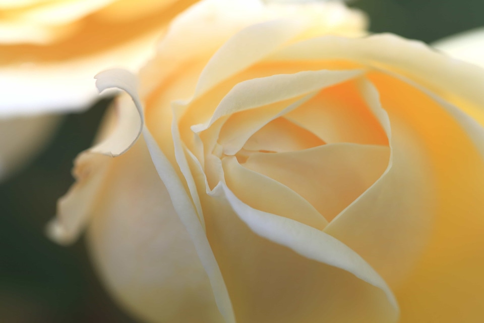 Beautiful Flowers beautiful photo biology