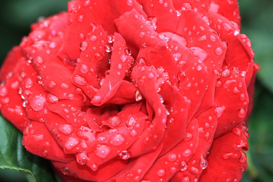 Beautiful beautiful flowers beautiful photo