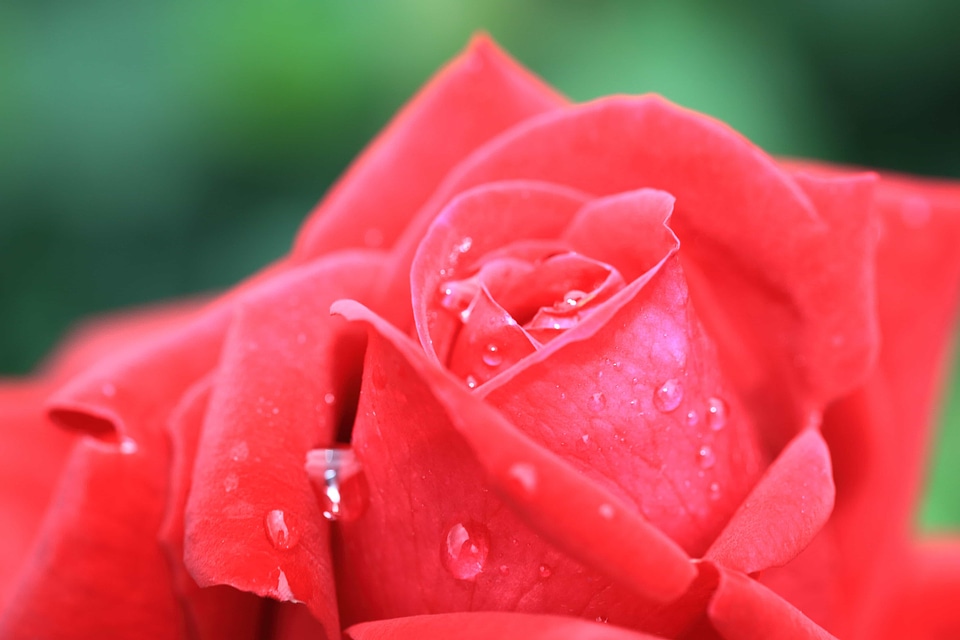 Beautiful Flowers beautiful photo biology