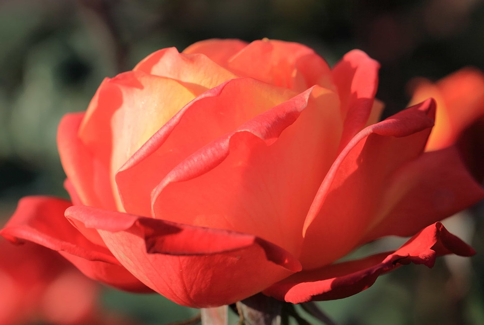 Beautiful Flowers beautiful photo biology