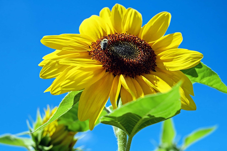 Agriculture bloom blossom