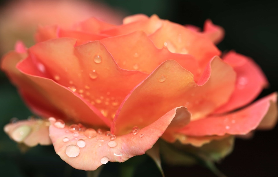Beautiful Flowers beautiful photo biology