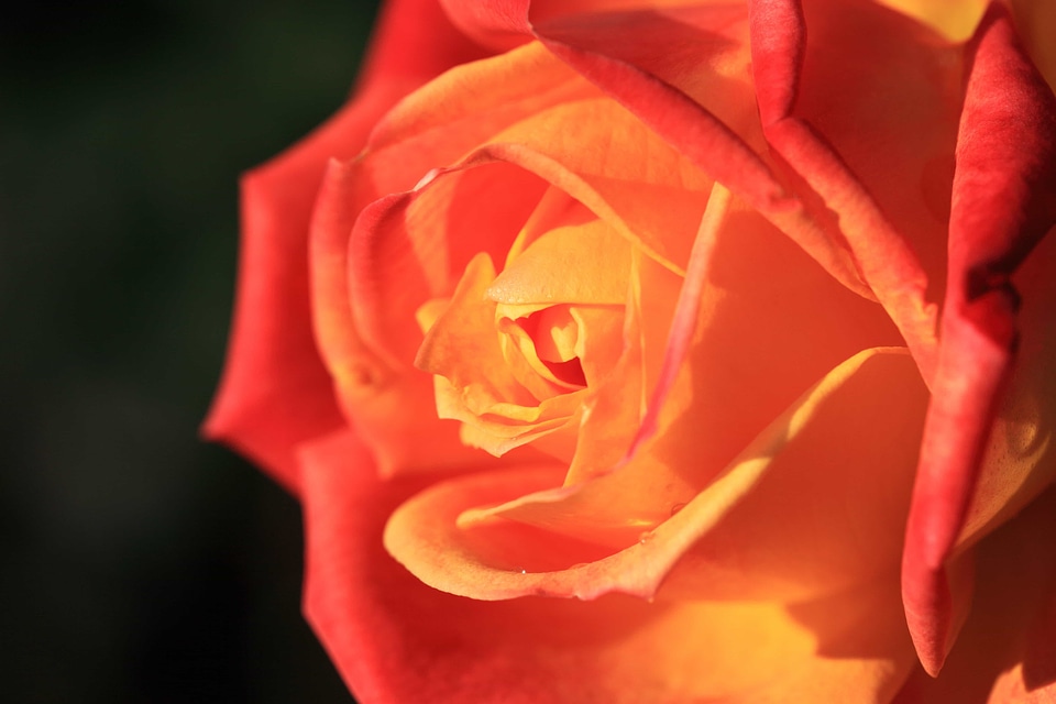 Beautiful beautiful flowers beautiful photo