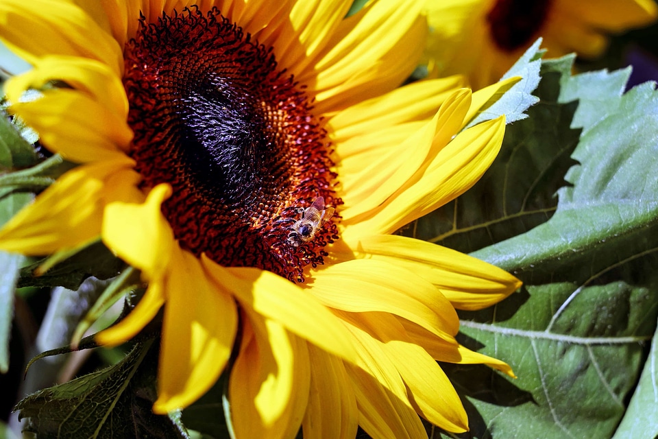 Agriculture bloom blossom