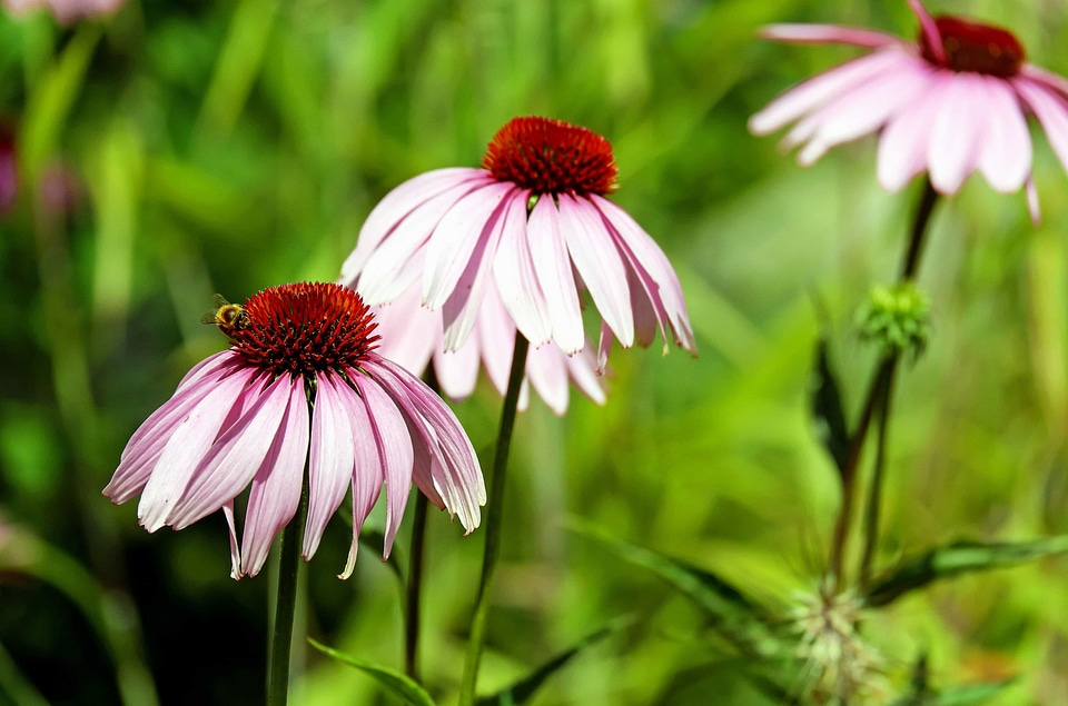 Bloom blossom daisy