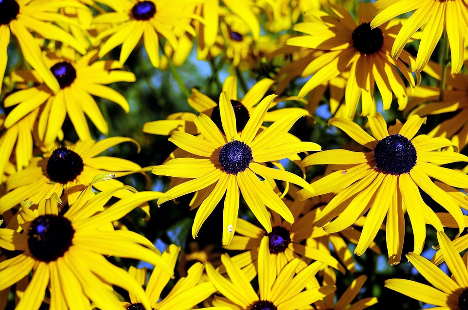 Beautiful beautiful flowers beautiful photo