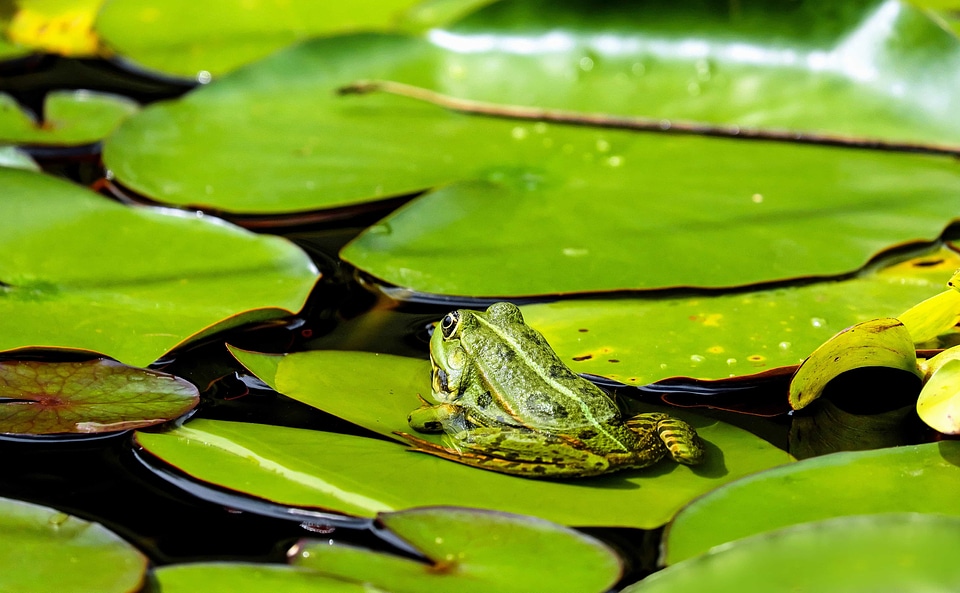 Amphibian animal aquatic